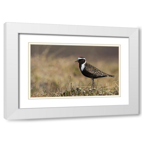 American Golden Plover White Modern Wood Framed Art Print with Double Matting by Archer, Ken