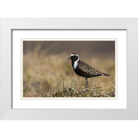 American Golden Plover White Modern Wood Framed Art Print with Double Matting by Archer, Ken