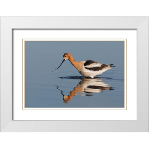 American Avocet Foraging White Modern Wood Framed Art Print with Double Matting by Archer, Ken
