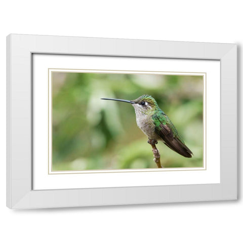Broad-tailed Hummingbird (female) White Modern Wood Framed Art Print with Double Matting by Archer, Ken