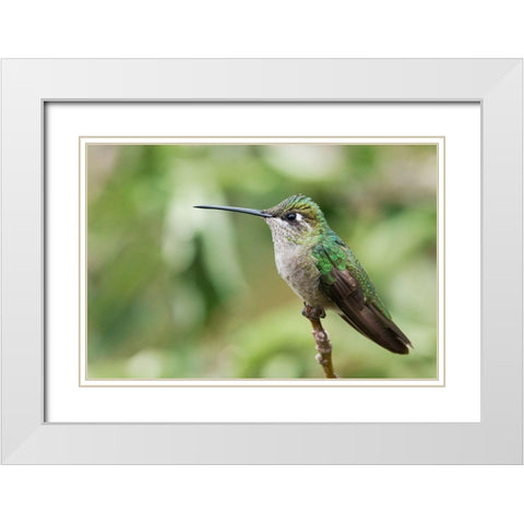 Broad-tailed Hummingbird (female) White Modern Wood Framed Art Print with Double Matting by Archer, Ken