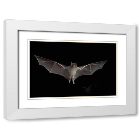 Lesser Long-nosed Bat White Modern Wood Framed Art Print with Double Matting by Archer, Ken