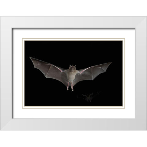 Lesser Long-nosed Bat White Modern Wood Framed Art Print with Double Matting by Archer, Ken