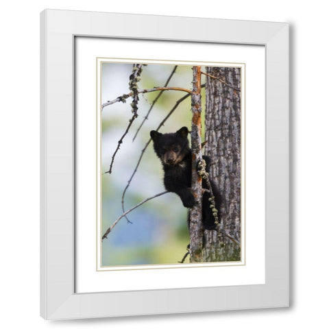 Black Bear Cub Climbing White Modern Wood Framed Art Print with Double Matting by Archer, Ken