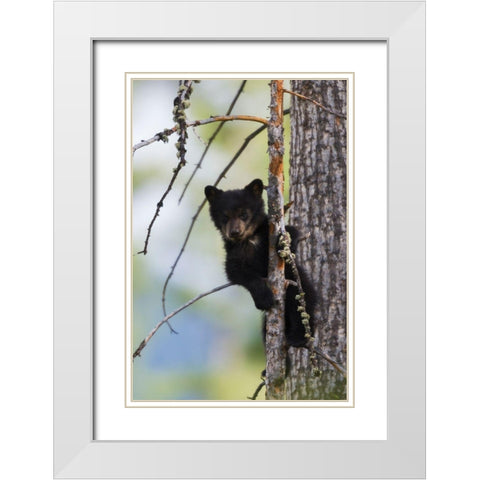 Black Bear Cub Climbing White Modern Wood Framed Art Print with Double Matting by Archer, Ken
