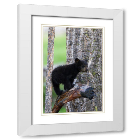 Black Bear Cub White Modern Wood Framed Art Print with Double Matting by Archer, Ken
