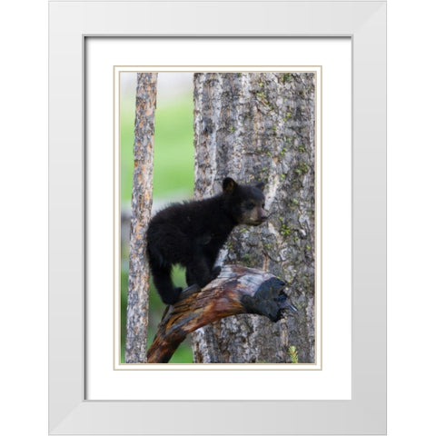 Black Bear Cub White Modern Wood Framed Art Print with Double Matting by Archer, Ken