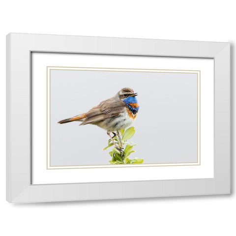 Bluethroat-territory song White Modern Wood Framed Art Print with Double Matting by Archer, Ken
