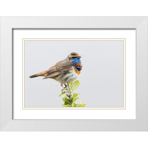 Bluethroat-territory song White Modern Wood Framed Art Print with Double Matting by Archer, Ken