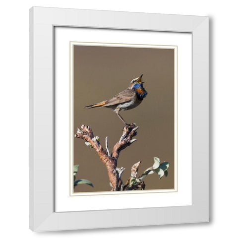 Male Bluethroat Singing White Modern Wood Framed Art Print with Double Matting by Archer, Ken