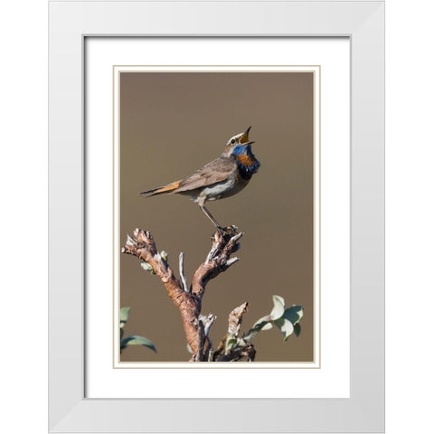 Male Bluethroat Singing White Modern Wood Framed Art Print with Double Matting by Archer, Ken
