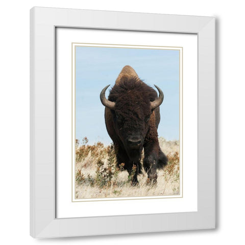 Bison Bull on the move White Modern Wood Framed Art Print with Double Matting by Archer, Ken