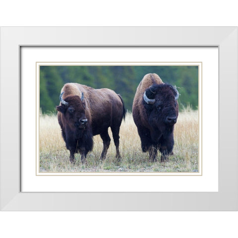 Bison Pair White Modern Wood Framed Art Print with Double Matting by Archer, Ken