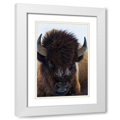 Bull Bison White Modern Wood Framed Art Print with Double Matting by Archer, Ken