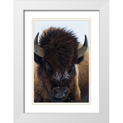 Bull Bison White Modern Wood Framed Art Print with Double Matting by Archer, Ken