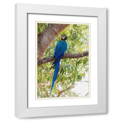 Blue and Gold Macaw-roosting in the shade White Modern Wood Framed Art Print with Double Matting by Archer, Ken