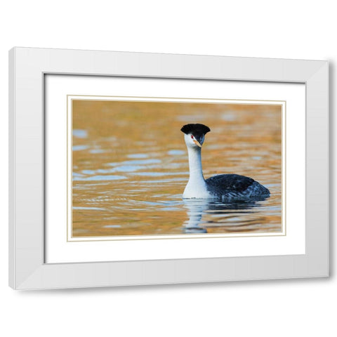 Clarks Grebe White Modern Wood Framed Art Print with Double Matting by Archer, Ken