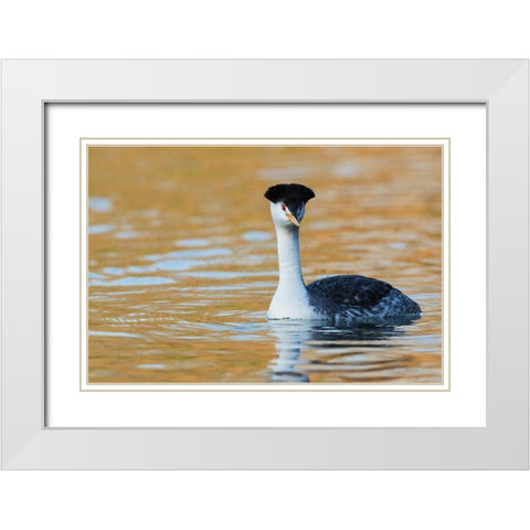 Clarks Grebe White Modern Wood Framed Art Print with Double Matting by Archer, Ken
