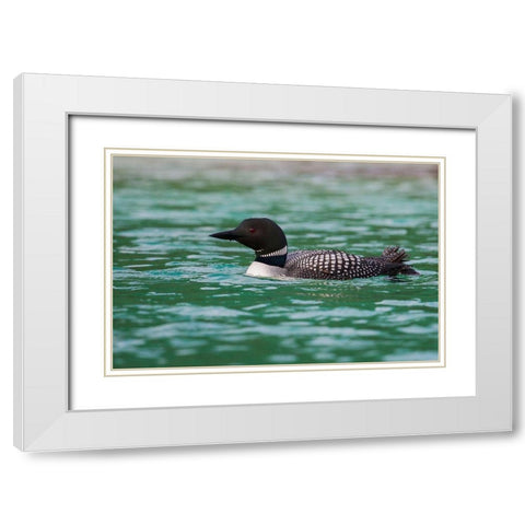 Common Loon White Modern Wood Framed Art Print with Double Matting by Archer, Ken
