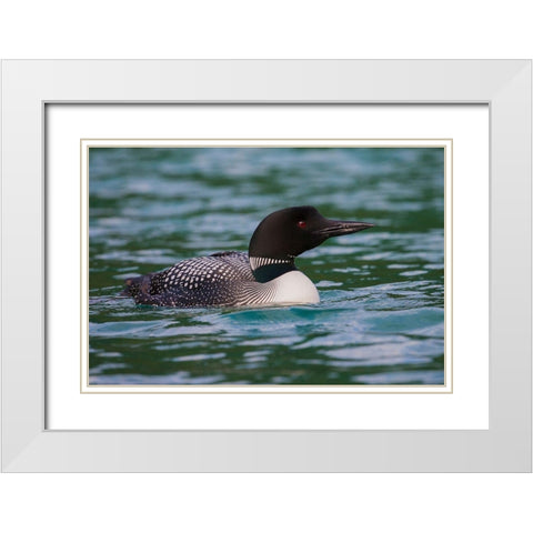 Common Loon White Modern Wood Framed Art Print with Double Matting by Archer, Ken