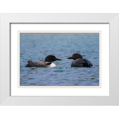 Common Loon Pair White Modern Wood Framed Art Print with Double Matting by Archer, Ken