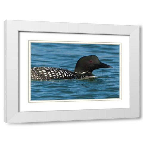 Common Loon White Modern Wood Framed Art Print with Double Matting by Archer, Ken
