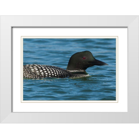 Common Loon White Modern Wood Framed Art Print with Double Matting by Archer, Ken