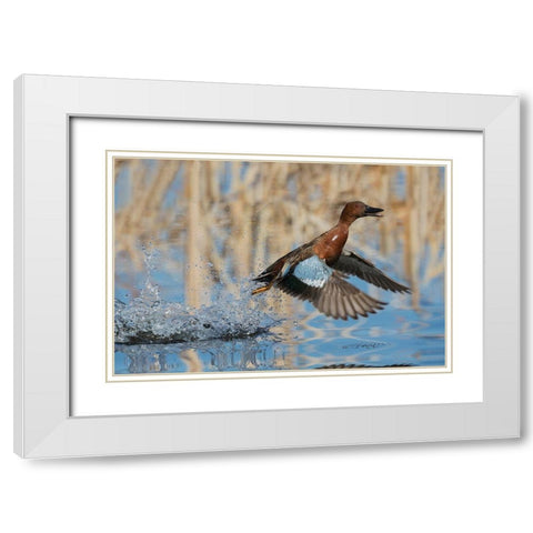 Cinnamon Teal Drake taking flight White Modern Wood Framed Art Print with Double Matting by Archer, Ken