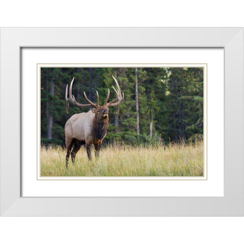 Bull Elk making faces White Modern Wood Framed Art Print with Double Matting by Archer, Ken