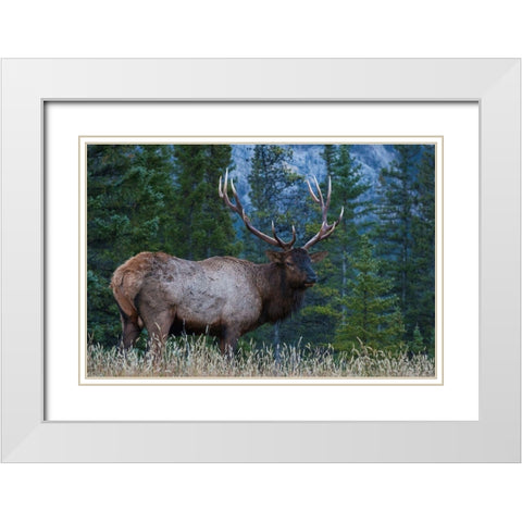 Rocky Mountain Bull Elk White Modern Wood Framed Art Print with Double Matting by Archer, Ken