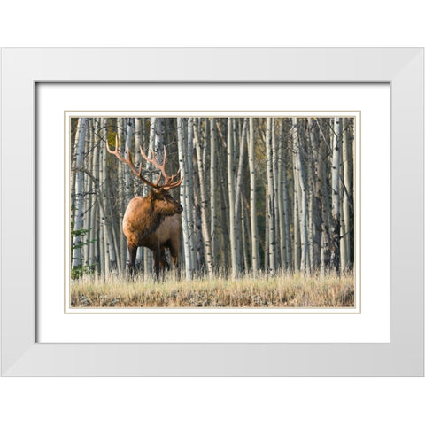 Rocky Mountain Bull Elk-Aspen Forest White Modern Wood Framed Art Print with Double Matting by Archer, Ken