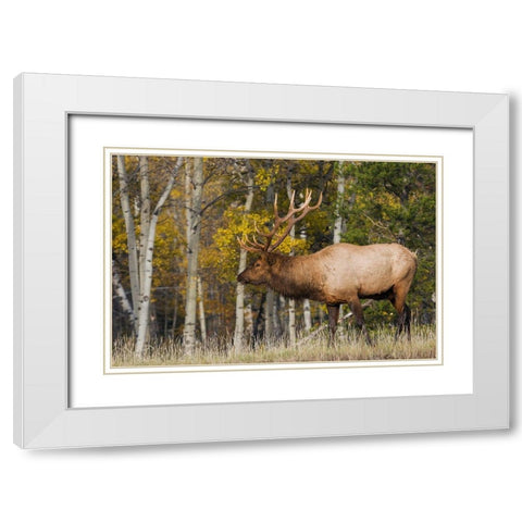 Bull Elk-autumn aspens White Modern Wood Framed Art Print with Double Matting by Archer, Ken