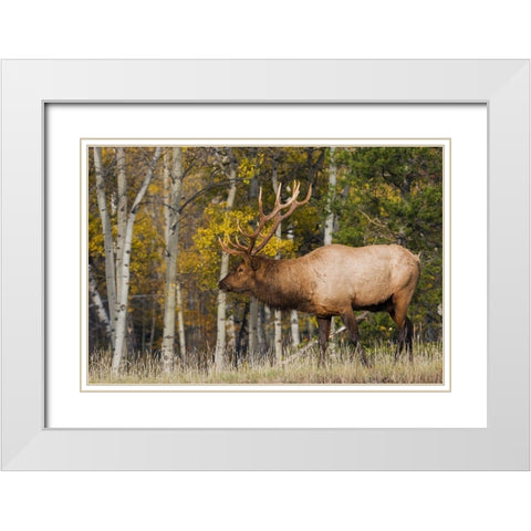 Bull Elk-autumn aspens White Modern Wood Framed Art Print with Double Matting by Archer, Ken