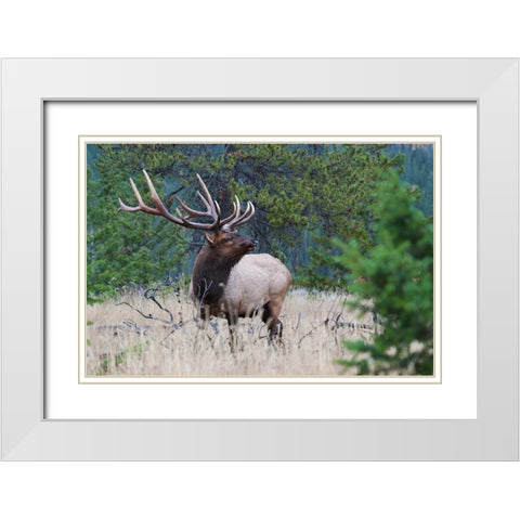 Rocky Mountain Bull Elk White Modern Wood Framed Art Print with Double Matting by Archer, Ken
