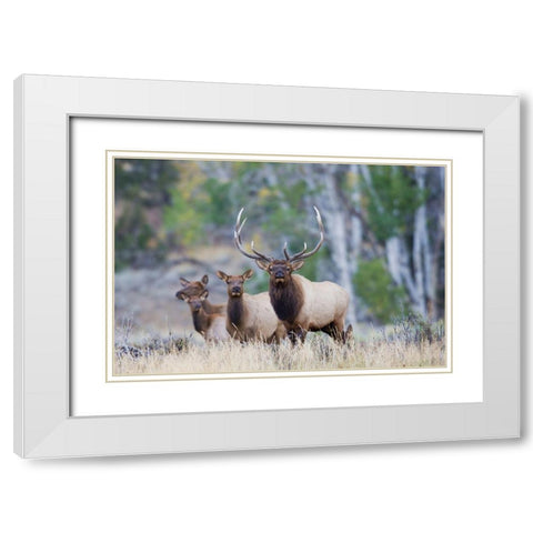 Rocky Mountain Bull Elk with Harem of Cows White Modern Wood Framed Art Print with Double Matting by Archer, Ken