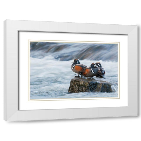 Harlequin Drakes resting in the rapids White Modern Wood Framed Art Print with Double Matting by Archer, Ken