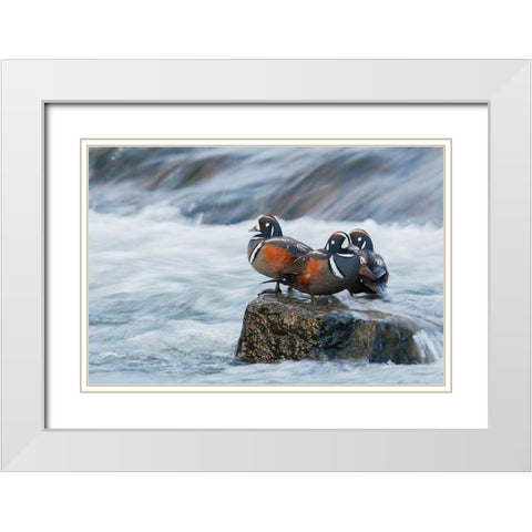 Harlequin Drakes resting in the rapids White Modern Wood Framed Art Print with Double Matting by Archer, Ken