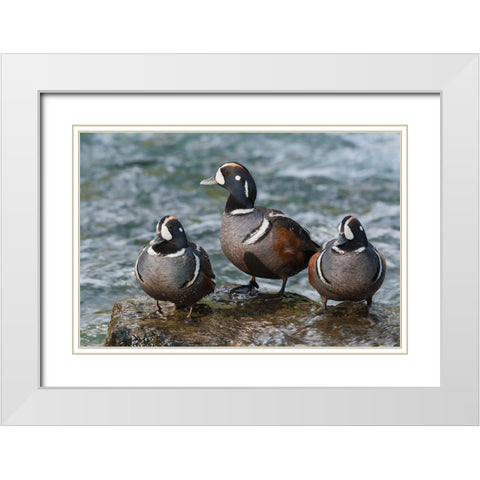 Harlequin Ducks White Modern Wood Framed Art Print with Double Matting by Archer, Ken