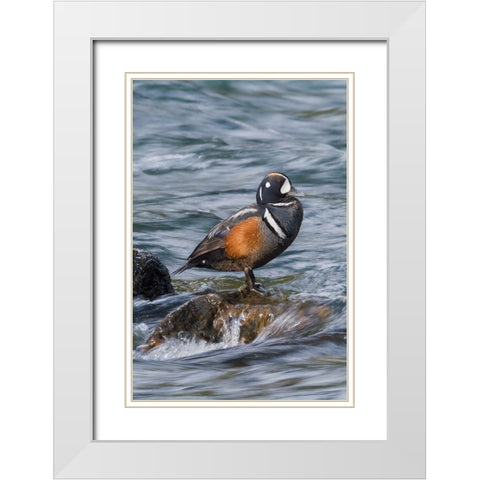 Harlequin Drake White Modern Wood Framed Art Print with Double Matting by Archer, Ken