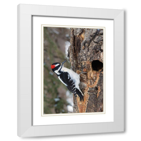Hairy Woodpecker-winter survivor White Modern Wood Framed Art Print with Double Matting by Archer, Ken