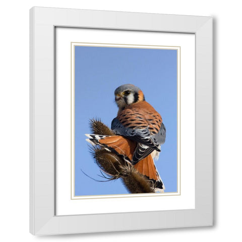 American Kestrel White Modern Wood Framed Art Print with Double Matting by Archer, Ken