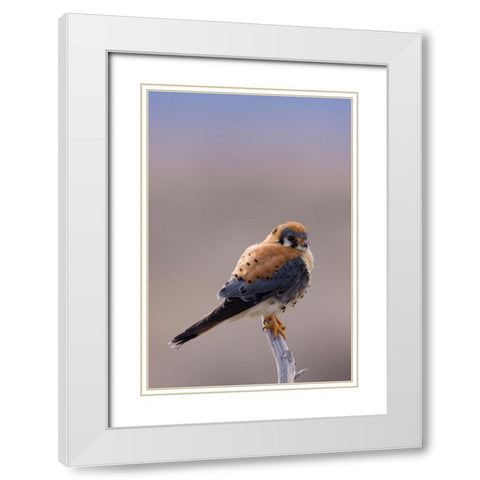 American Kestrel White Modern Wood Framed Art Print with Double Matting by Archer, Ken