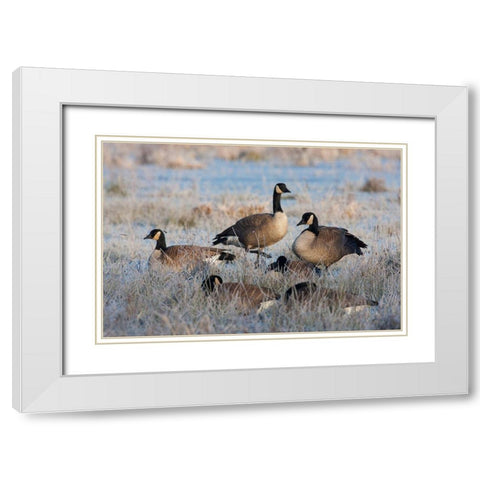 Frosty Morning-Cackling Canada Geese White Modern Wood Framed Art Print with Double Matting by Archer, Ken