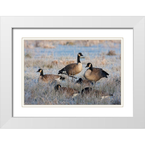 Frosty Morning-Cackling Canada Geese White Modern Wood Framed Art Print with Double Matting by Archer, Ken