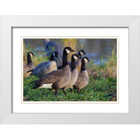 Lesser (Cackling) Canada Geese White Modern Wood Framed Art Print with Double Matting by Archer, Ken