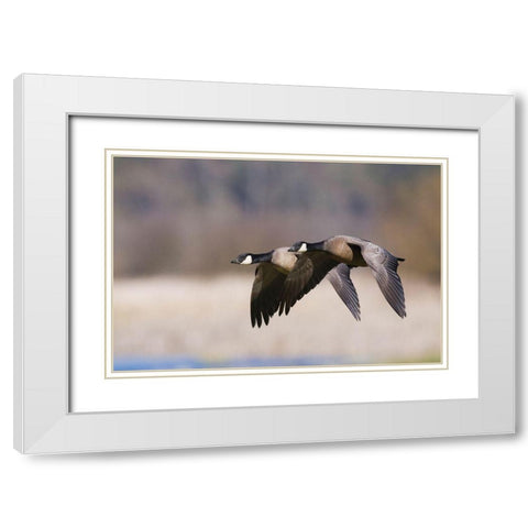 Lesser Canada Geese Flying Past White Modern Wood Framed Art Print with Double Matting by Archer, Ken
