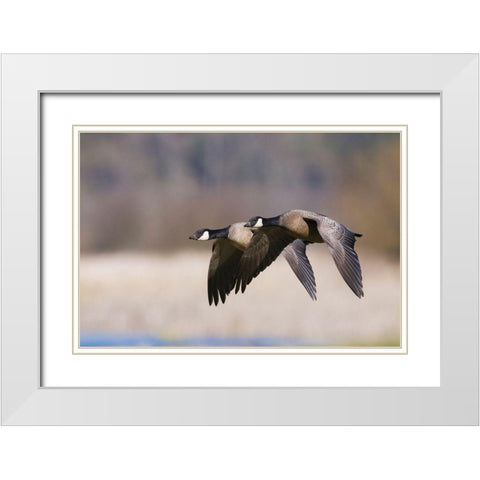 Lesser Canada Geese Flying Past White Modern Wood Framed Art Print with Double Matting by Archer, Ken