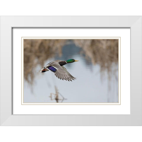 Mallard Drake Taking Flight White Modern Wood Framed Art Print with Double Matting by Archer, Ken