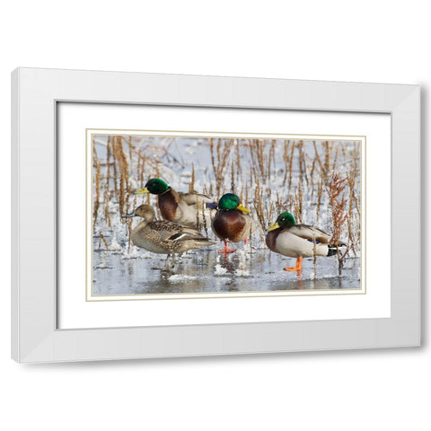 Mallard Drakes and northern Pintail Hen White Modern Wood Framed Art Print with Double Matting by Archer, Ken