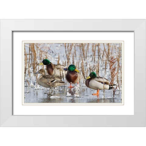 Mallard Drakes and northern Pintail Hen White Modern Wood Framed Art Print with Double Matting by Archer, Ken